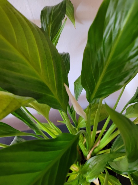 Get Free access to mr_plant_daddy Leaks OnlyFans 

 picture 2