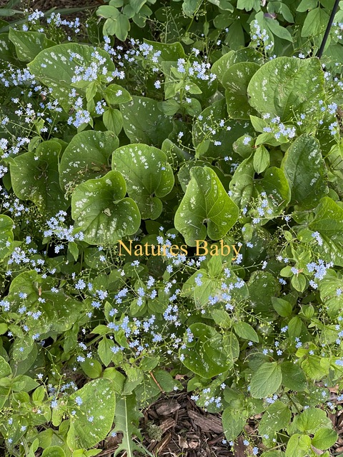 View Naturebaby (naturesbaby) OnlyFans 57 Photos and 2 Videos leaks 

 picture 2