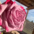 Onlyfans free content naughtylilrosie 

 picture 1