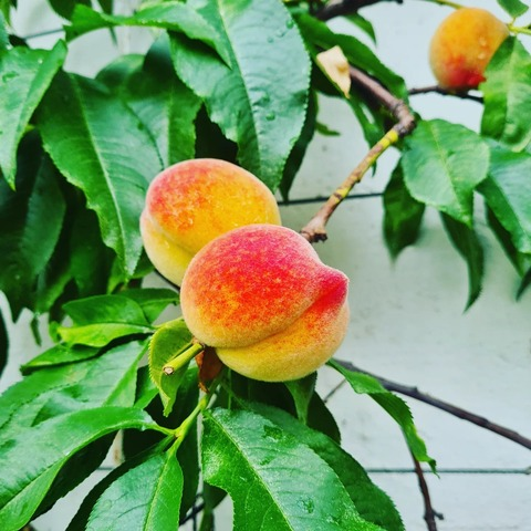 Onlyfans leaked nectarine_naomi 

 picture 2