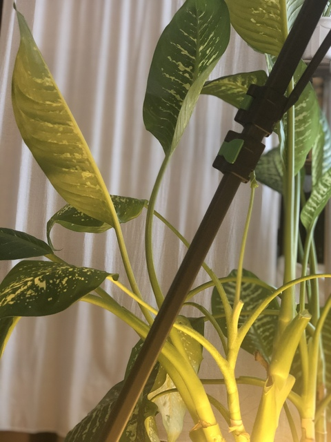 nymphalia (Nymphalia Lucia) OnlyFans Leaked Pictures and Videos 

 picture 2