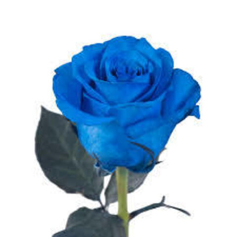 Download onlybluesroses OnlyFans content for free 

 picture 2