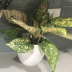 onlyplants (OnlyPlants) OnlyFans Leaked Pictures and Videos 

 picture 1