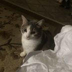 onlypurrs OnlyFans Leaked 

 picture 1