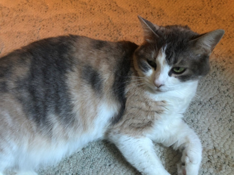 onlypurrs OnlyFans Leaked 

 picture 2