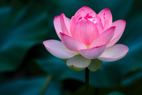 Download pink.lotus1200 OnlyFans content free 

 picture 2