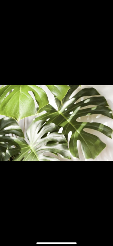 plantbabe leaked gallery photo 2