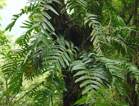 plantdaddyjoey OnlyFans Leaked 

 picture 2