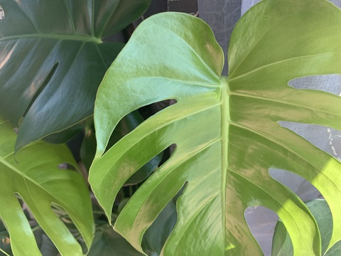 plants.4.you OnlyFans Leaks (35 Photos and 0 Videos) 

 picture 2