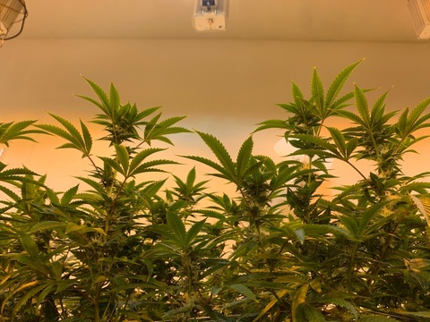 poisonivysmokes OnlyFans Leak (34 Photos and 46 Videos) 

 picture 2