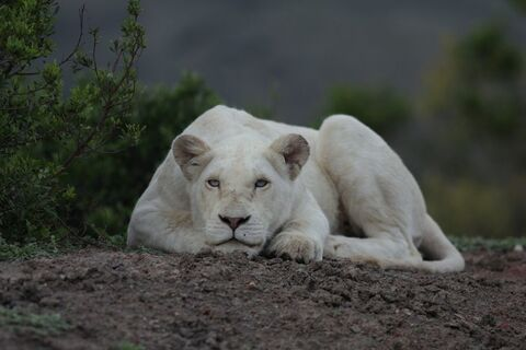 primal.lioness.nikki leaked gallery photo 2