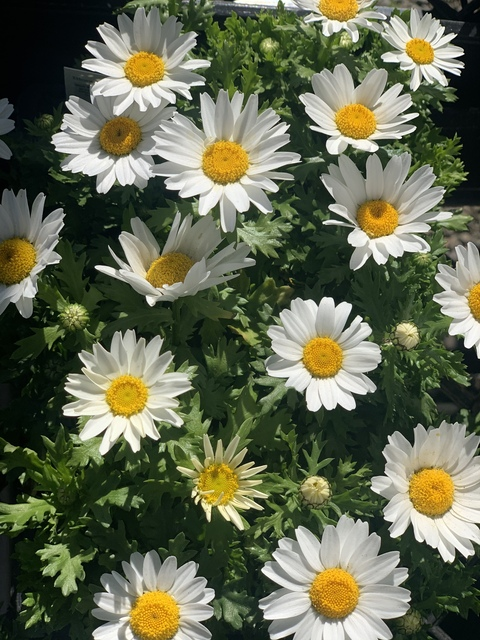 View ❣️Botanical babe❣️ (rainyconscious7) OnlyFans 40 Photos and 0 Videos gallery 

 picture 2