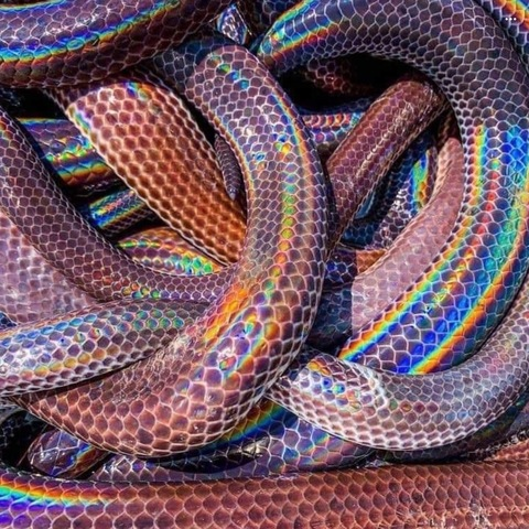 razorribbons OnlyFans Leaked (3 Photos and 1 Videos) 

 picture 2