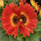 View red-sunflower (Little sunflower) OnlyFans 49 Photos and 1 Videos leaked 

 picture 1