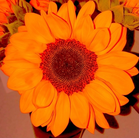 View red-sunflower (Little sunflower) OnlyFans 49 Photos and 1 Videos leaked 

 picture 2