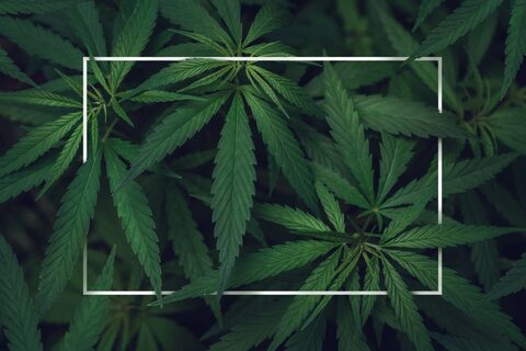 reefer.chronicles OnlyFans Leaks 

 picture 2