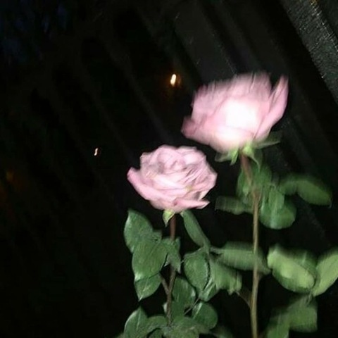 rose.s OnlyFans Leaks (62 Photos and 9 Videos) 

 picture 2
