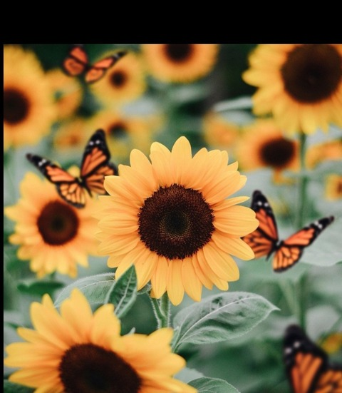 View 🆂🅰🆂🆂🆈🌻🆇🌻 (sassysunflower69) OnlyFans 141 Photos and 57 Videos leaks 

 picture 2