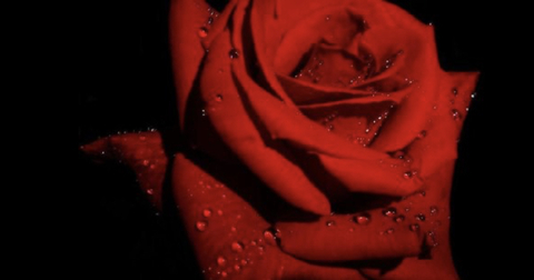 Onlyfans leaked scarlet_rose 

 picture 2