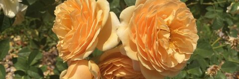 softrose leaked gallery photo 2