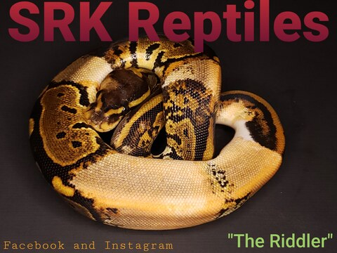 Download srk_reptiles OnlyFans content free 

 picture 2