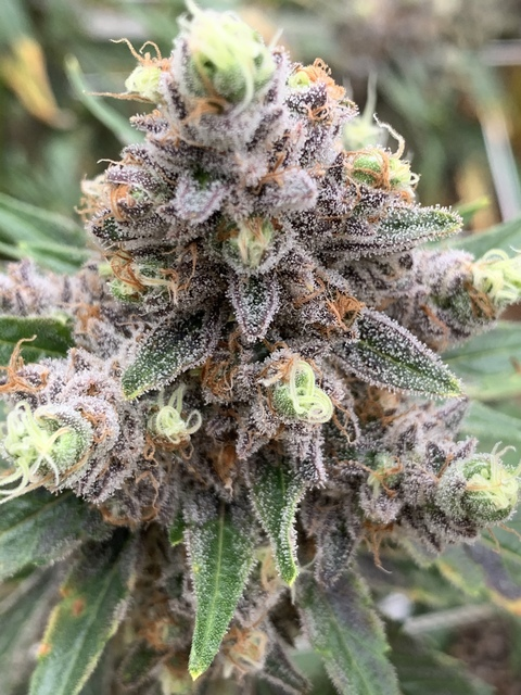 Download stonedsilly OnlyFans content free 

 picture 2