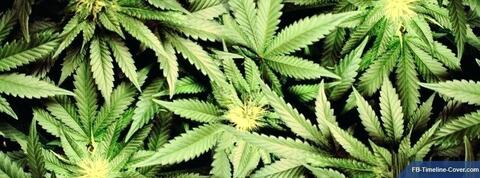 stonerlove18 OnlyFans Leaked Photos and Videos 

 picture 2