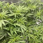 stonersexxx420 OnlyFans Leaked Photos and Videos 

 picture 1