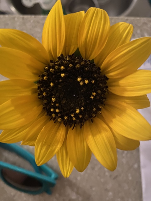 strawberry.fields69 (Elle) OnlyFans Leaked Content 

 picture 2