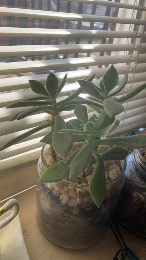 succulentsuccubus2 OnlyFans Leaked 

 picture 2