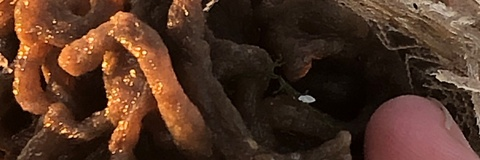 suffragecity OnlyFans Leaks 

 picture 2