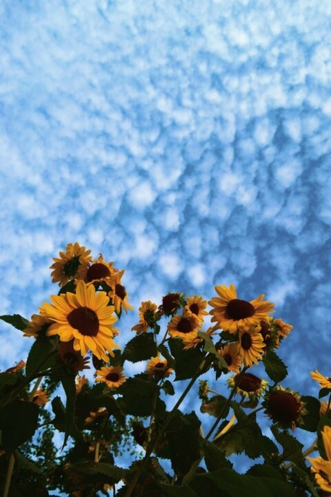 sunflower-x (🌻✨) free OnlyFans content 

 picture 2
