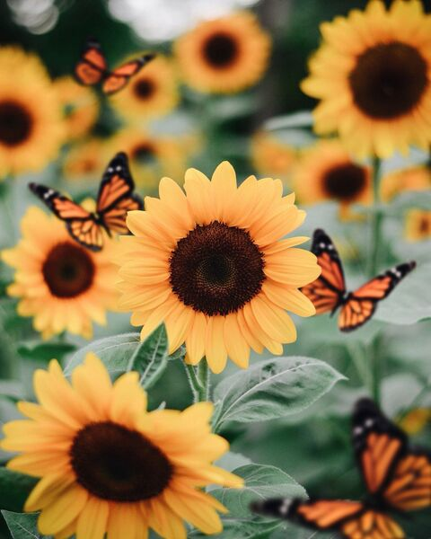 sunflower_sunset OnlyFans Leak 

 picture 2
