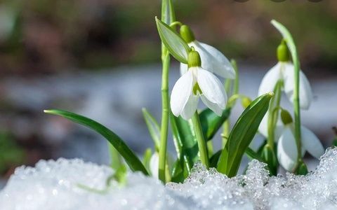 sweetgalanthus (SweetGalanthus) free OnlyFans Leaked Pictures & Videos 

 picture 2