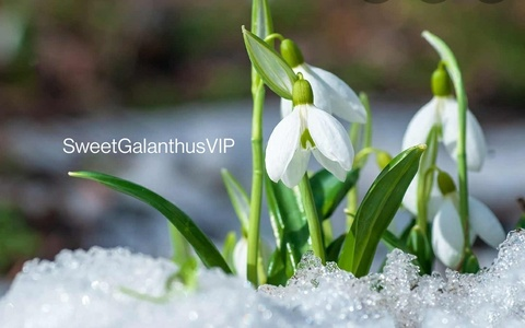 sweetgalanthusvip OnlyFans Leaked 

 picture 2