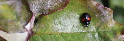 tehassilem leaked gallery photo 2
