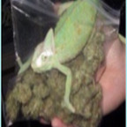 Onlyfans leak tequilalala 

 picture 1
