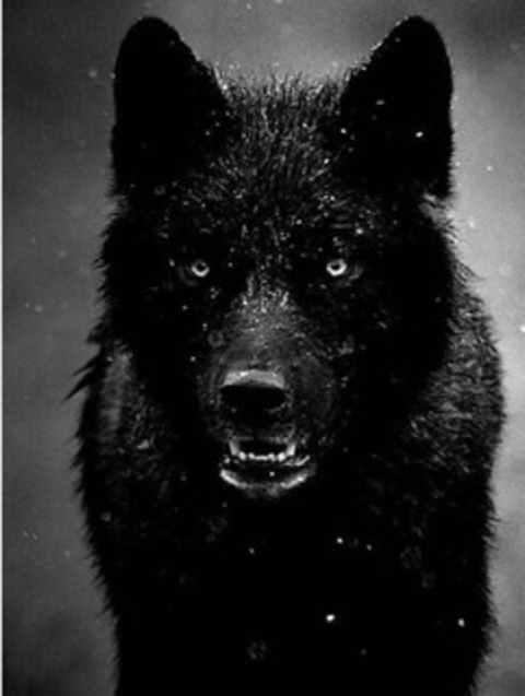 @theblackwolf3 leaked Onlyfans videos free 

 picture 2