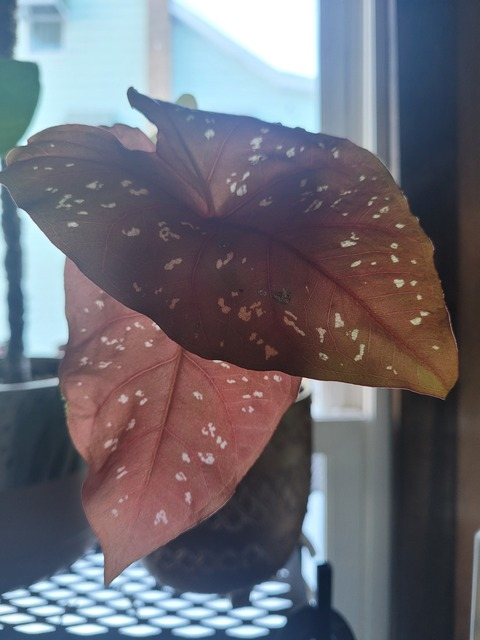 theplantxdaddy (PlantxDaddy) OnlyFans Leaked Pictures and Videos 

 picture 2