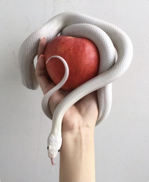 thesnakes (The snakes) free OnlyFans content 

 picture 2