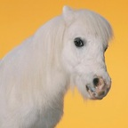 unicornrocinu OnlyFans Leak 

 picture 1