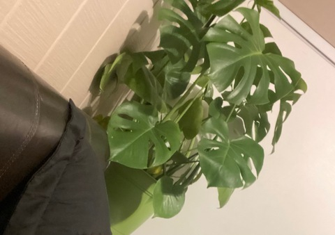Onlyfans leaked usagibarf 

 picture 2