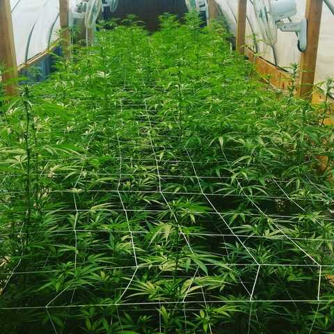 weednerd OnlyFans Leak (18 Photos and 7 Videos) 

 picture 2