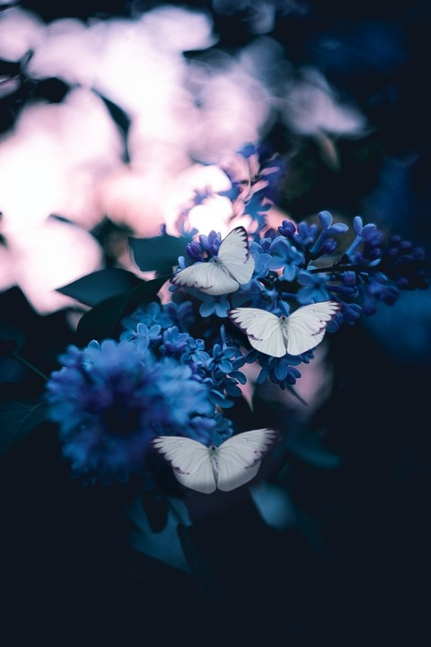 whiskey.butterfly (𝓦𝓱𝓲𝓼𝓴𝓮𝔂 𝓫𝓾𝓽𝓽𝓮𝓻𝓯𝓵𝔂 🤍) free OnlyFans content 

 picture 2