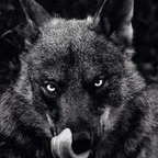 wolf4life OnlyFans Leaks 

 picture 1