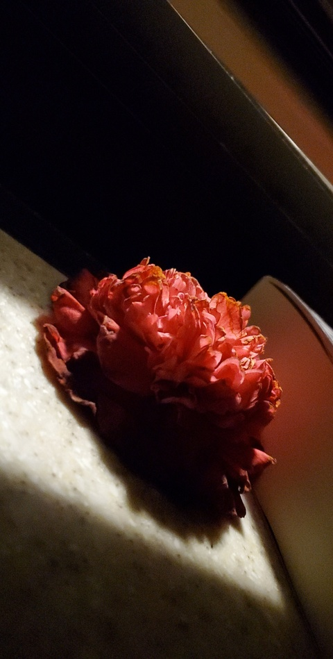 xo120 leaked gallery photo 2