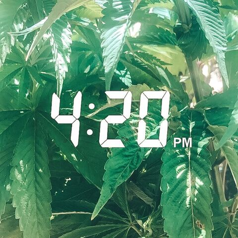 View xo420honey OnlyFans content for free 

 picture 2