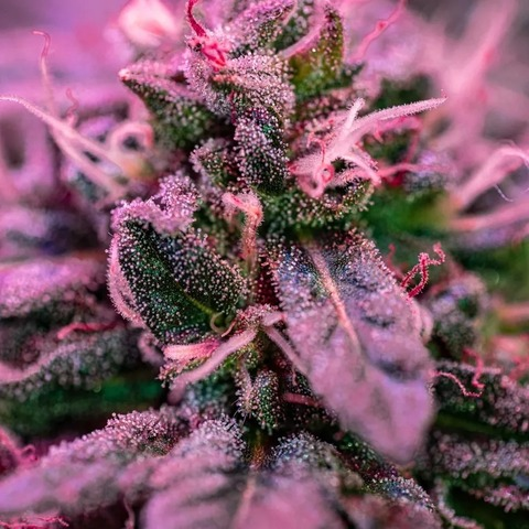 Download yeswecannabliss OnlyFans videos and photos for free 

 picture 2