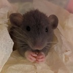 Get Free access to @yourmom06 (Man I love rats(milr)) Leak OnlyFans
picture 1