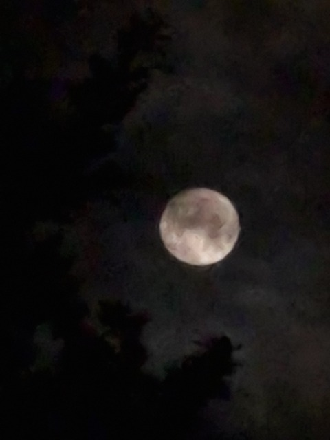 View yxurmoon (moon 🌙) OnlyFans 0 Photos and 0 Videos leaks 

 picture 2